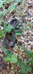 Hierophis viridiflavus