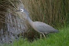 Egretta novaehollandiae