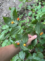 Prosartes lanuginosa