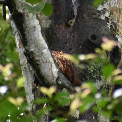 Artocarpus heterophyllus