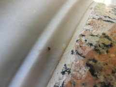 Dicranopalpus ramosus