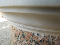 Dicranopalpus ramosus