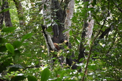 Artocarpus heterophyllus