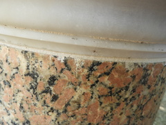 Dicranopalpus ramosus