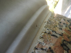 Dicranopalpus ramosus