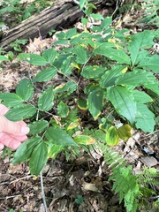 Prosartes lanuginosa