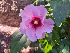 Hibiscus syriacus