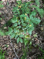 Prosartes lanuginosa