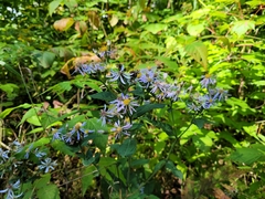 Symphyotrichum ciliolatum