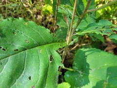 Symphyotrichum ciliolatum