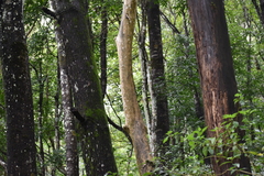 Alstonia scholaris