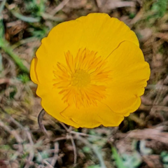 Ranunculus gramineus