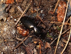 Oregus aereus