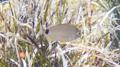Diplodus annularis