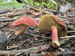 Baorangia