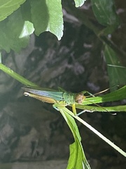 Hieroglyphus tonkinensis