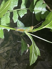 Hieroglyphus tonkinensis