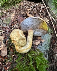 Pseudoboletus parasiticus