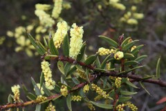 Acacia oxycedrus