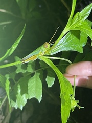 Hieroglyphus tonkinensis