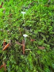 Delicatula integrella