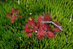 Drosera aberrans