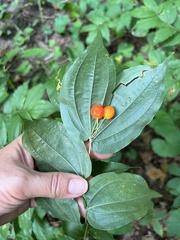 Prosartes lanuginosa