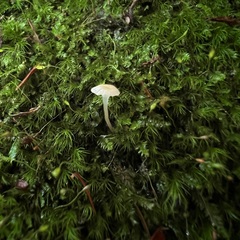 Delicatula integrella
