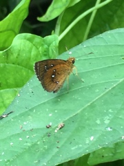 Iambrix salsala salsala