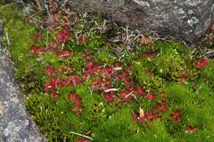 Drosera aberrans