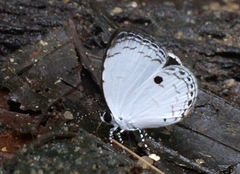 Neopithecops zalmora zalmora