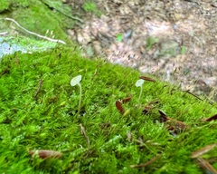 Delicatula integrella