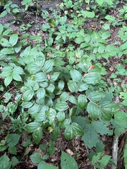 Prosartes lanuginosa