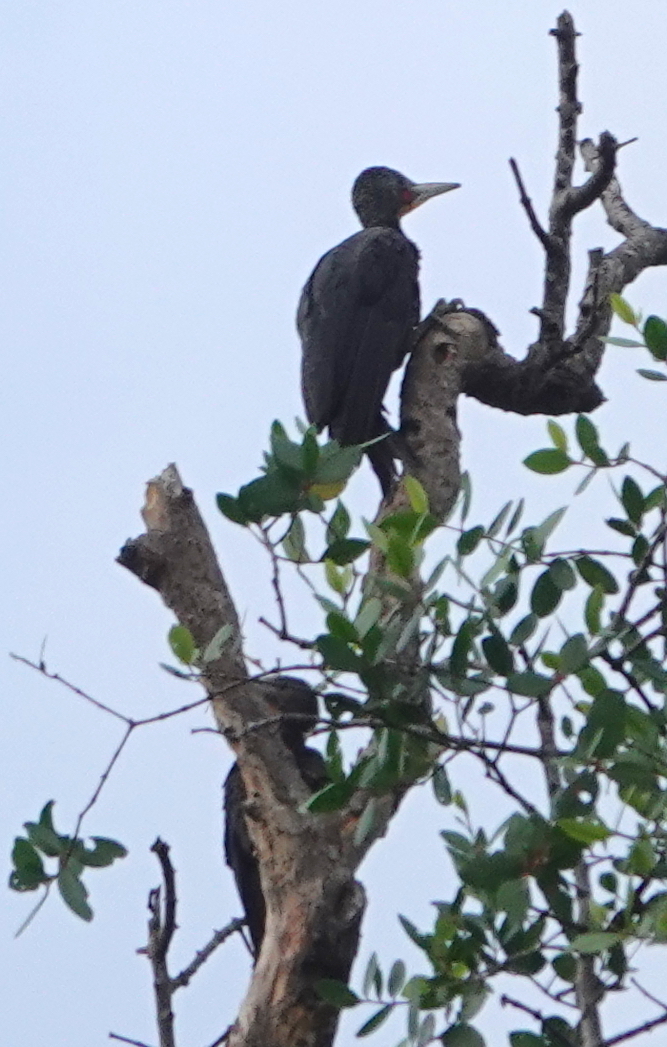 Great Slaty Woodpecker