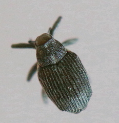 Ceutorhynchus obstrictus