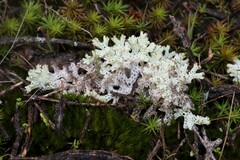 Pulchrocladia retipora