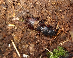 Mecodema sculpturatum