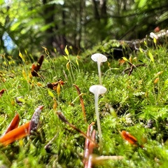 Delicatula integrella