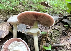 Agaricus placomyces