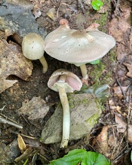 Agaricus placomyces