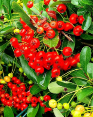 Pyracantha coccinea
