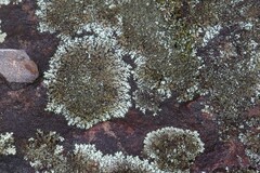 Xanthoparmelia conspersa