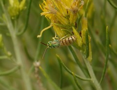 Agapostemon melliventris