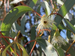 Eucalyptus tricarpa