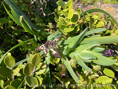 Ferraria crispa
