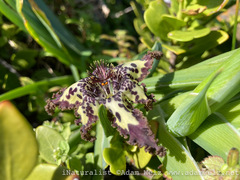Ferraria crispa