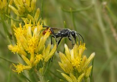 Sphecidae