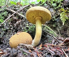 Pseudoboletus parasiticus