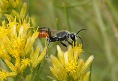 Sphecidae