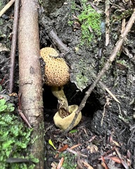 Pseudoboletus parasiticus